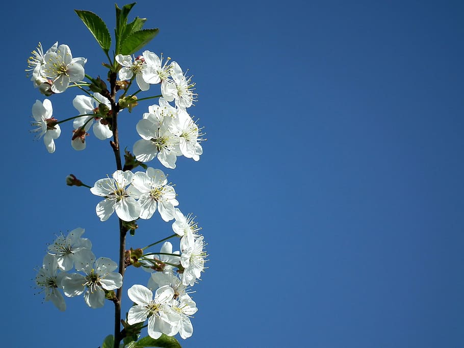 selective focus photography of white orchid flowers, cherry, the leaves of the branch, HD wallpaper