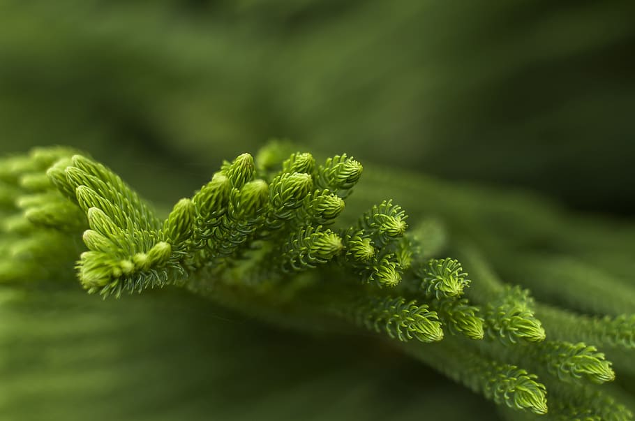 pine leaves, tree, evergreen, branch, decoration, wood, nature HD wallpaper