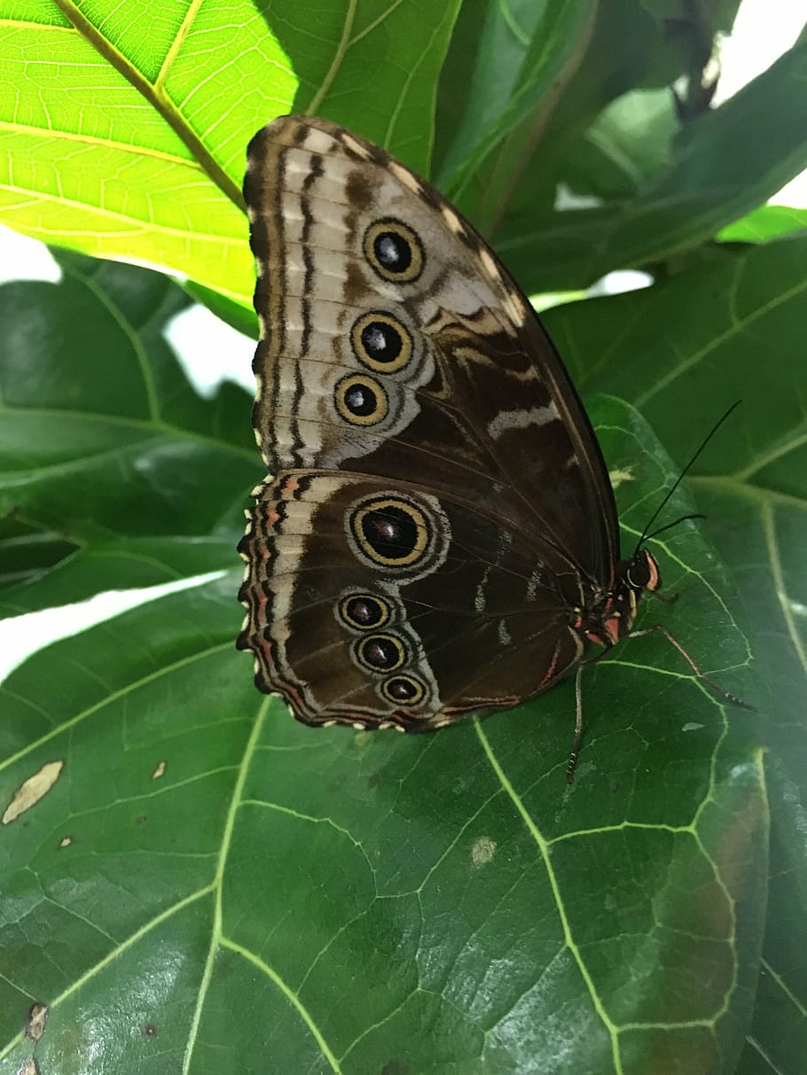 butterfly, nature, wing, plant part, leaf, animals in the wild HD wallpaper