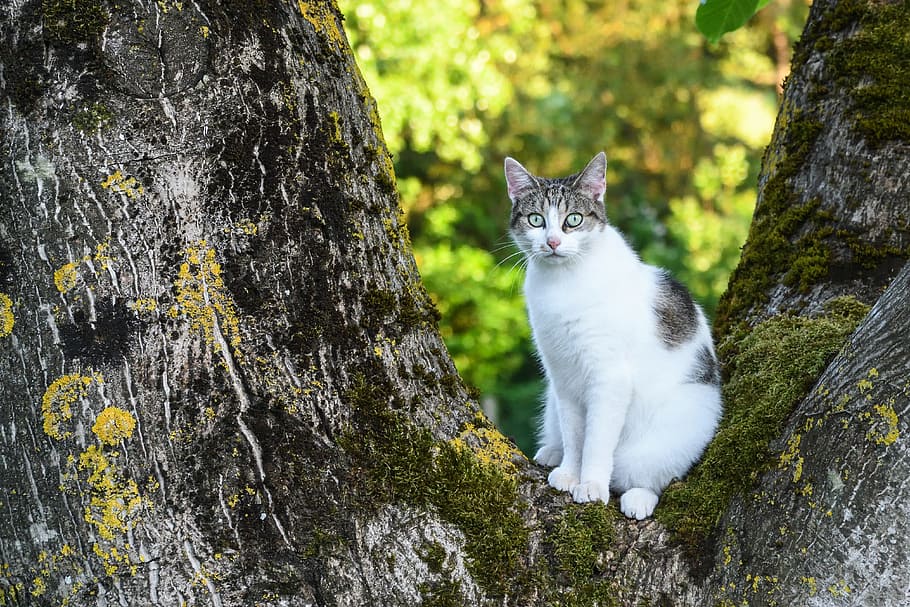 white and black cat on grey tree, Cat, Tree, Green, Light, domestic cat HD wallpaper
