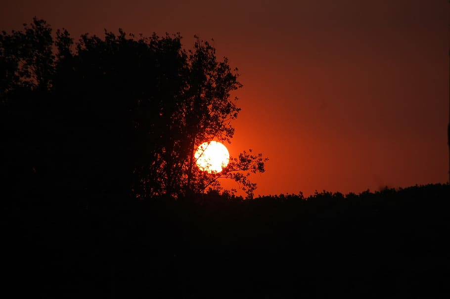 sunset, twilight, evening, sky, tree, silhouette, plant, orange color HD wallpaper
