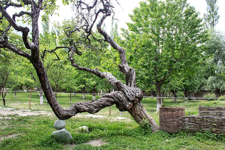 Tree, Greenery, Weird, Beautiful, nature, outdoors, green Color HD wallpaper
