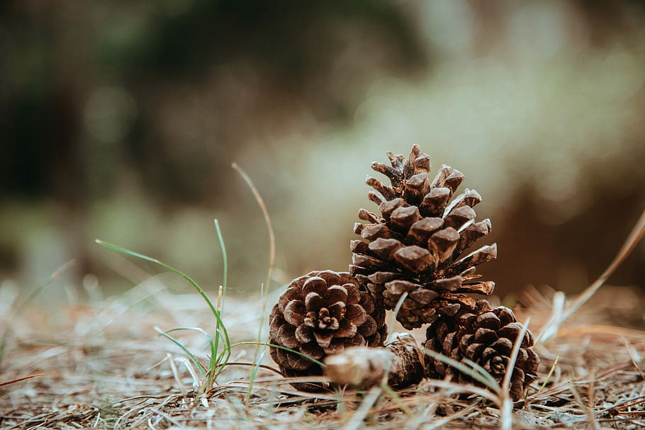 nature, flora, outdoors, tree, season, plant, pine cone, close-up HD wallpaper
