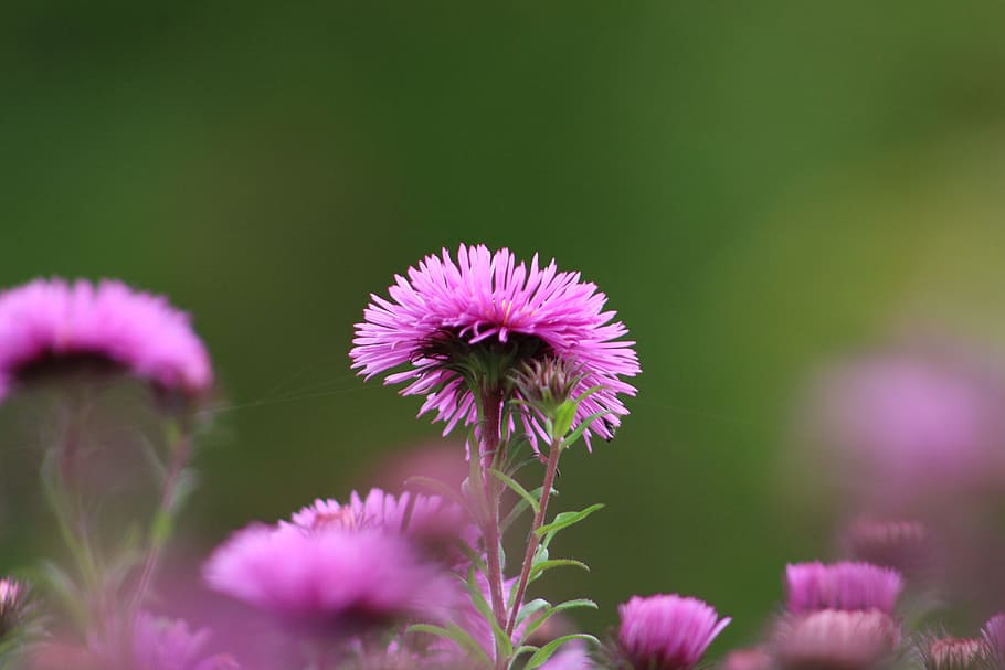 flower, aster, bloom, flowering plant, freshness, fragility HD wallpaper