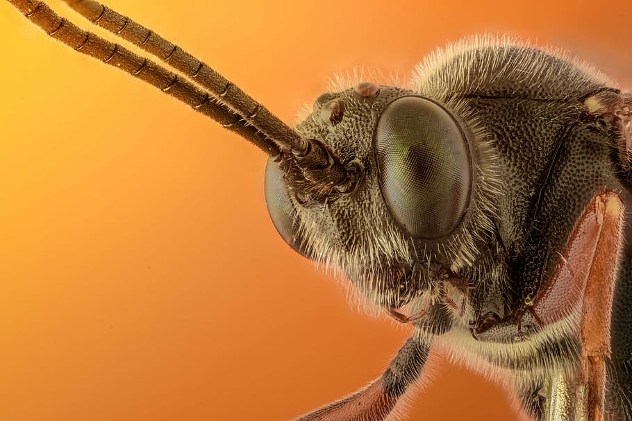 macro shot photography of fly, insect, bug, yellow, nature HD wallpaper