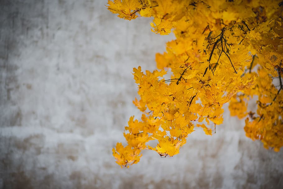 yellow, leaves, trees, branches, autumn, fall, close-up, beauty in nature HD wallpaper
