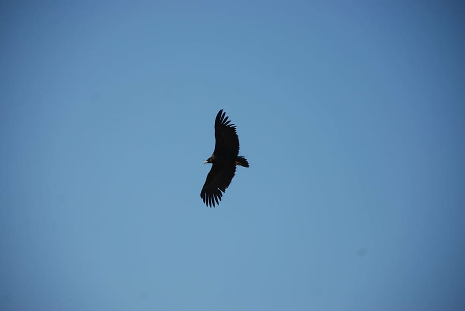 eagle, sky, the expanse, flying, bird, animal themes, animal wildlife HD wallpaper