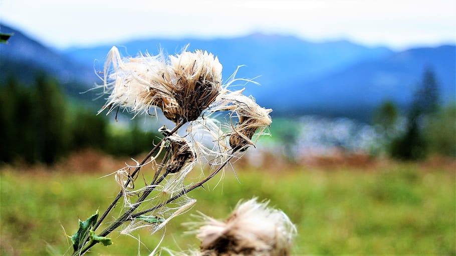 thistle, autumn, wind, wilted, dry plants, focus on foreground HD wallpaper