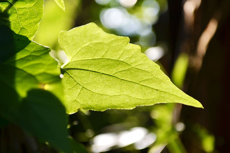 Vine, Leaf, Back Lit, Light, gahala vine leaf, sunlight, nature HD wallpaper