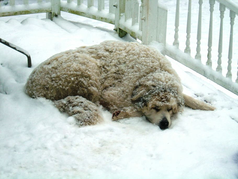 Dog, Snow, Winter, Cold, Animal, one animal, animal themes HD wallpaper
