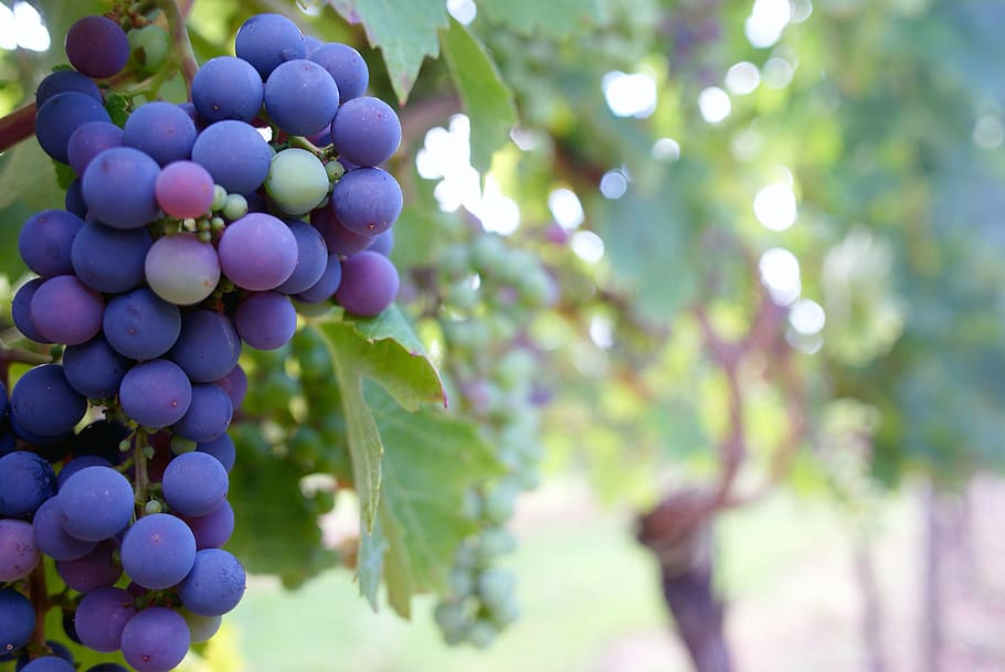 great, grapes, purple, growth, plant, leaf, plant part, nature HD wallpaper