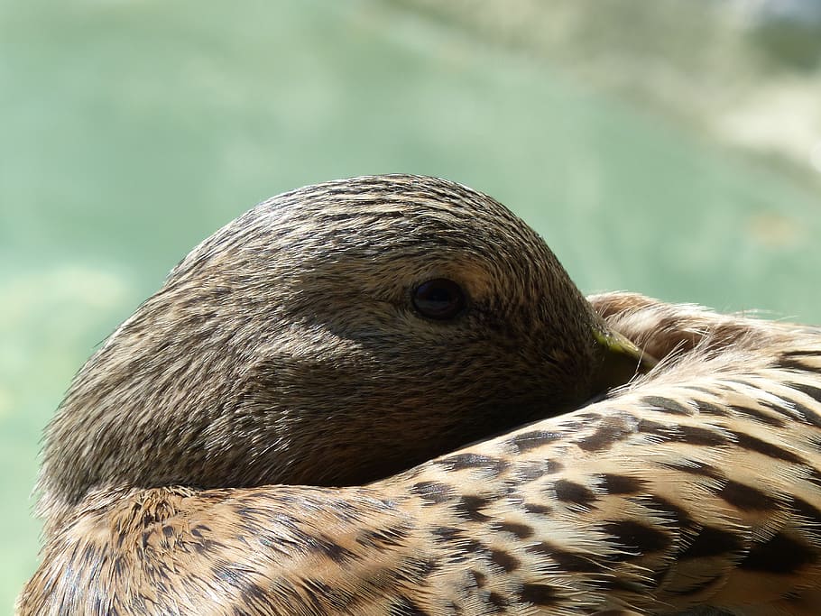duck, eyes, tired, head, animal, bird, water bird, feather HD wallpaper