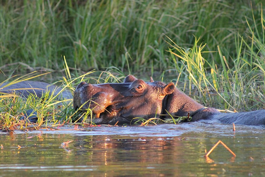 hippo, africa, swamp, animal themes, animal wildlife, mammal HD wallpaper