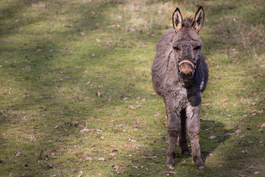 Mule, Donkey, Cuddly, Meadow Brown, one animal, outdoors, grass HD wallpaper