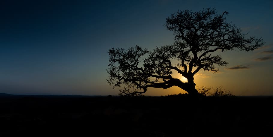 silhouette photo of tree during noontime, wild fig, sunset, africa, HD wallpaper