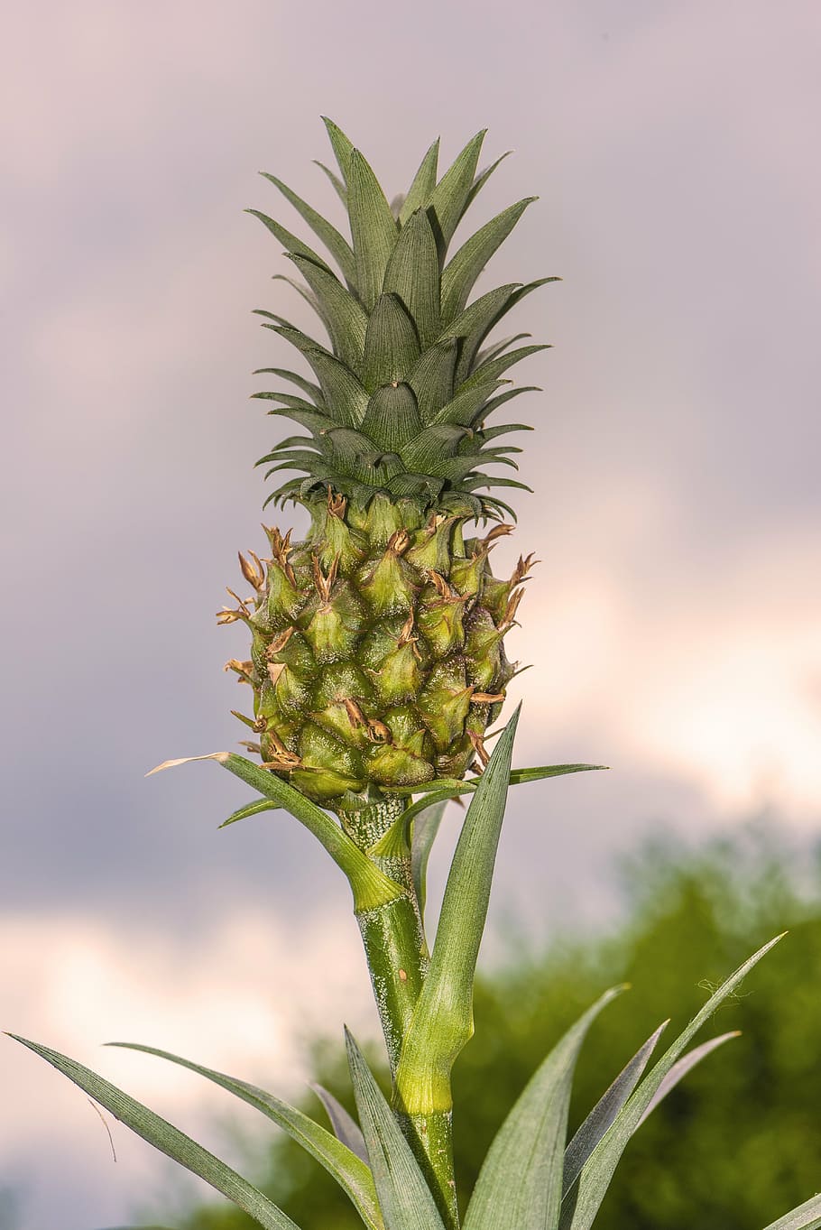 mini pineapple, plan, eat, tropical, fruit, small, baby, sweet HD wallpaper