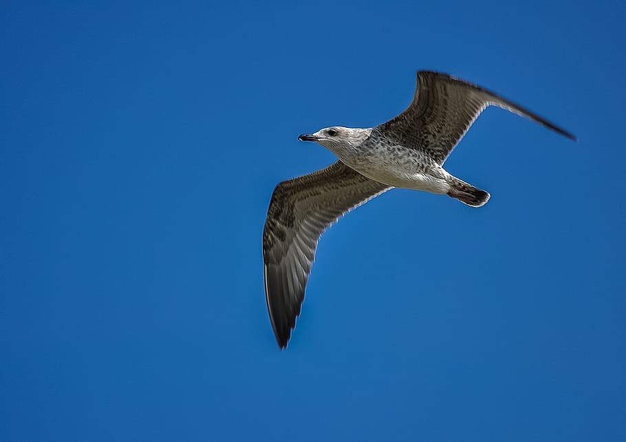 seagull, sky, fly, bird, nature, blue, dom, wing, flying, wildlife HD wallpaper
