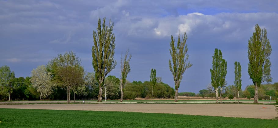 trees, path, the sky, plant, grass, cloud - sky, sport, green color HD wallpaper