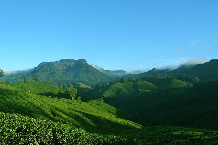 green mountains under blue sky, munnar, kerala, india, nature