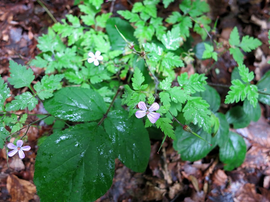 stinking cranesbill, rupprechtskraut, herb, blossom, bloom HD wallpaper