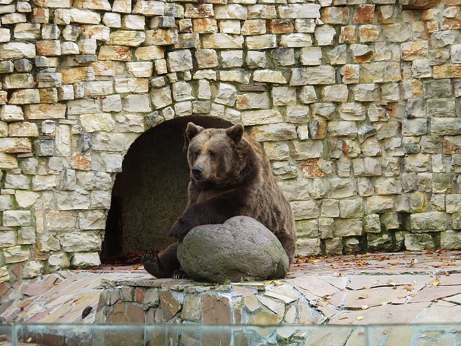 brown bear, predator, sit, wall, stones, zoo, mammal, animal HD wallpaper