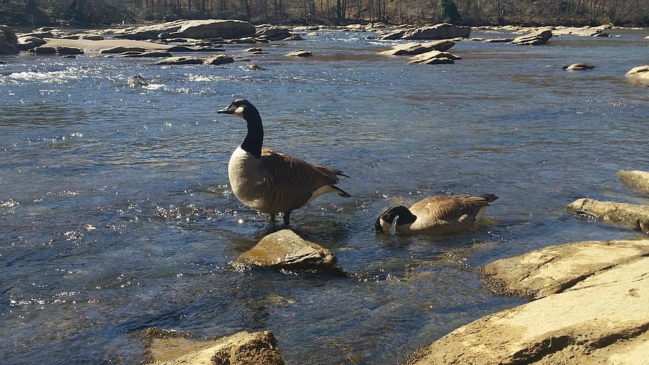 goose, river, summer, bird, animal, water, nature, waterfowl HD wallpaper