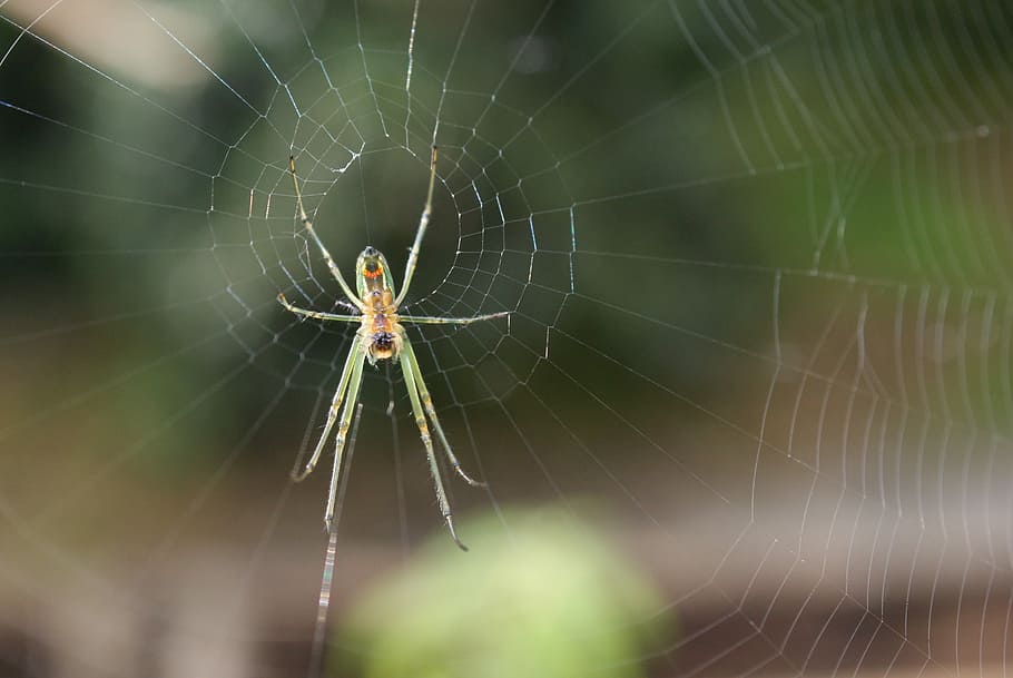 Insects, Area, Kettle, Quindio, Colombia, spider web, one animal HD wallpaper