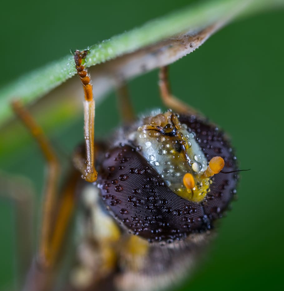 gorzalka, fly, macro, portrait, facet, rosa, droplets, one animal HD wallpaper