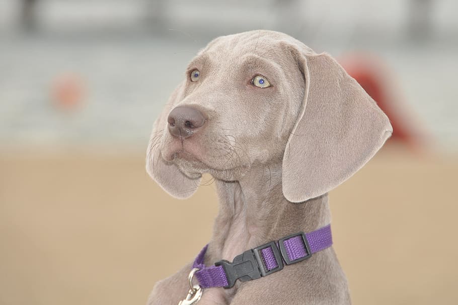 gray Weimaraner, Dog, Puppy, Friend, Pointer, doggy, animals