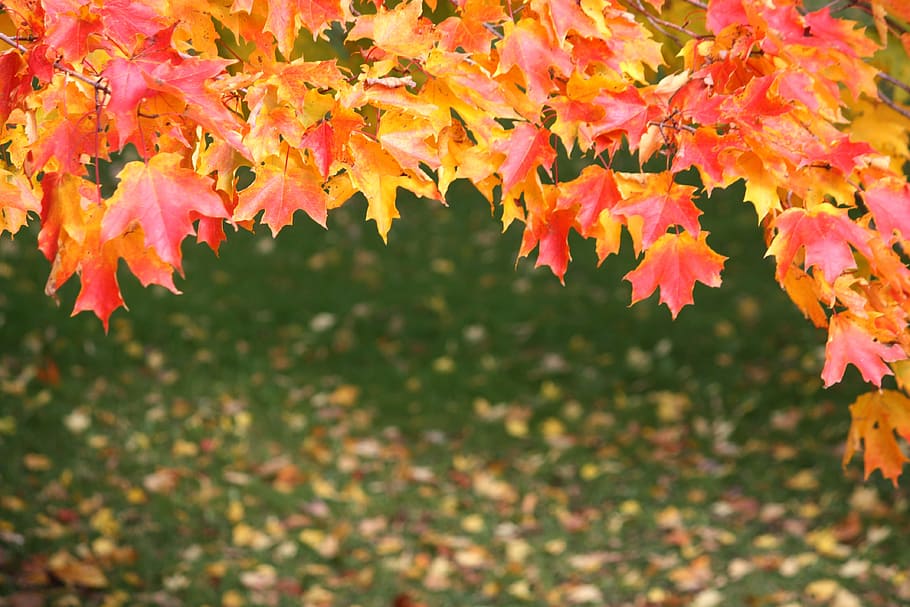 orange and pink maple leaves, red maple, autumn, fall, nature HD wallpaper
