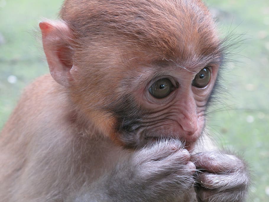 monkey, macaque, animal, primates, animal wildlife, mammal HD wallpaper