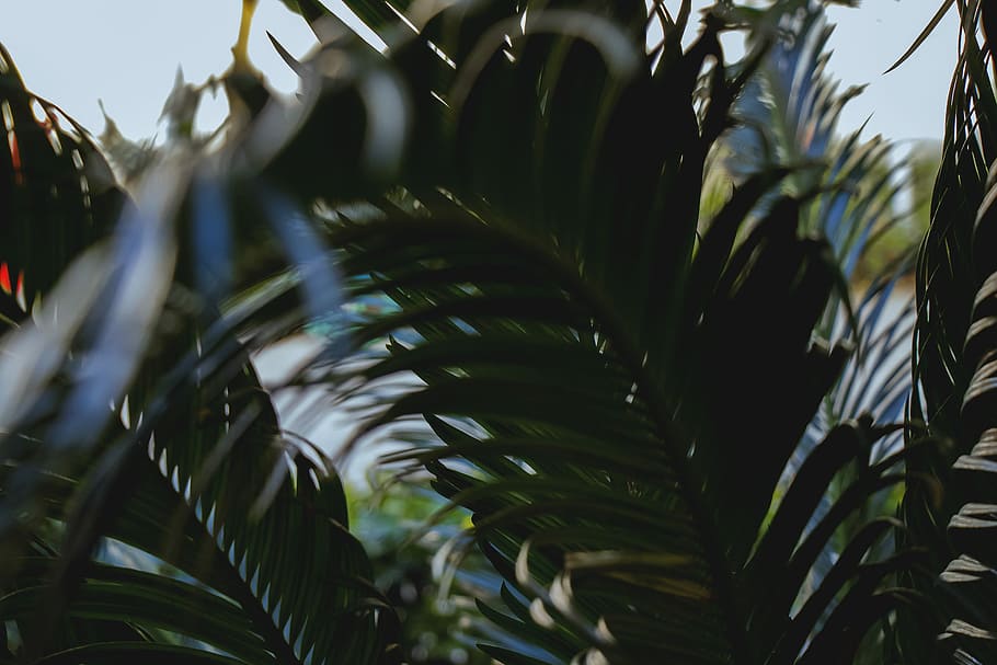 closeup photo of green palm plant, shallow focus photography of green plant HD wallpaper