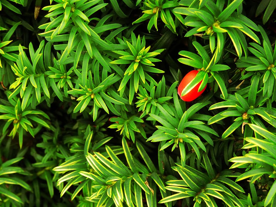 berry, bush, leaf, leaves, background, texture, hedge, nature HD wallpaper
