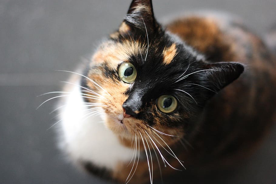 selective focus photo of calico cat, Cats, Face, Animals, Pet HD wallpaper