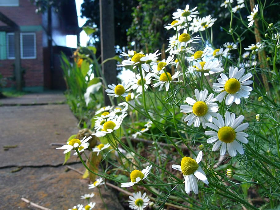 Chamomile, Flower, Nature, Tea, Plant, flowers, beauty, simple HD wallpaper