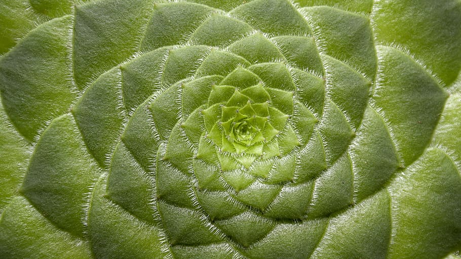 close up photography green leaf plant, aeonium tabuliforme, succulent dish, HD wallpaper