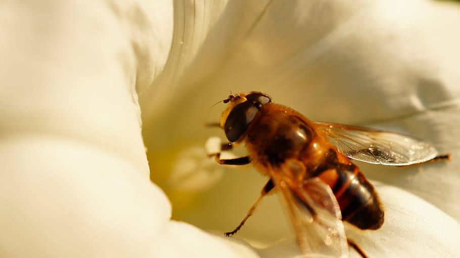 nature, animal, blur, flower, bee, bloom, blossom, close-up, flora HD wallpaper