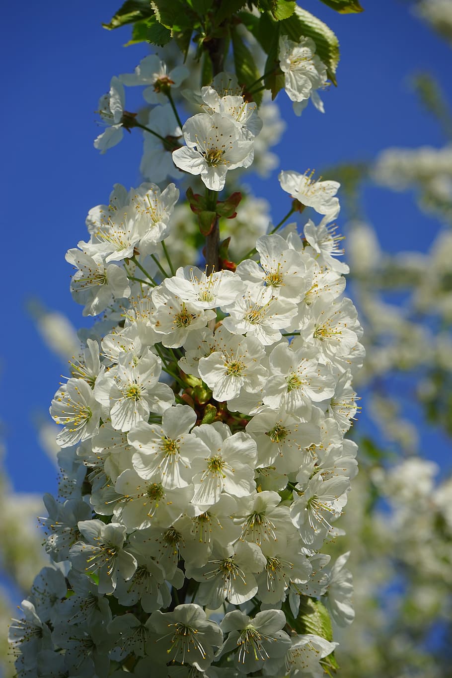 cherry blossoms, flowers, white, tree, flowering twig, branch HD wallpaper