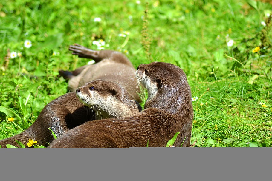 otter, animal, pack, meadow, animal themes, mammal, animal wildlife HD wallpaper