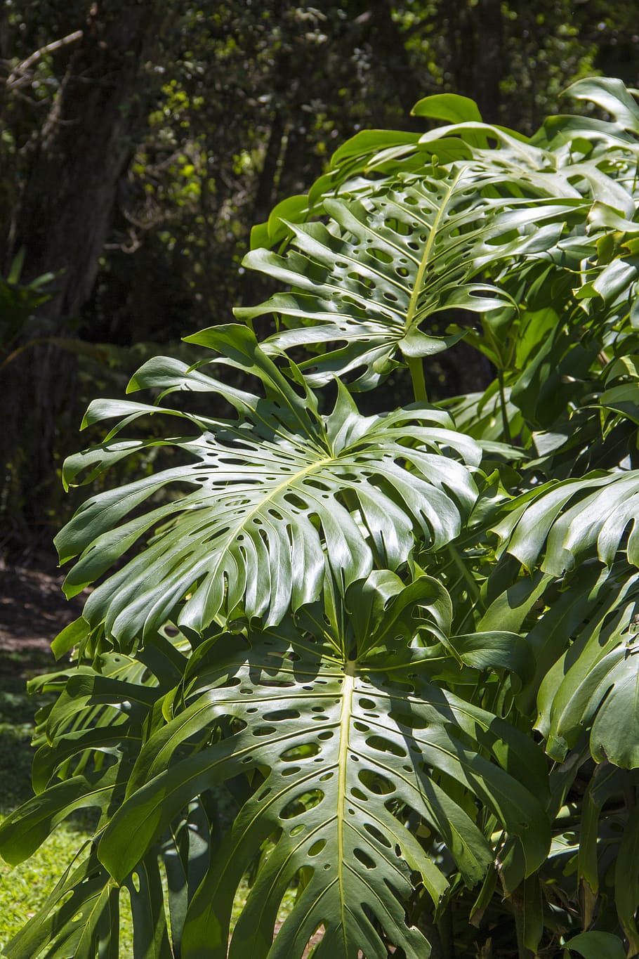 split, leaf, philodendron, plant, growth, plant part, green color HD wallpaper