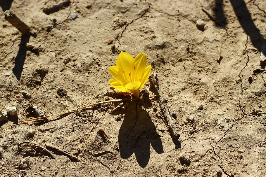 Crocus, Flower, Stand Alone, Desert, yellow, fragility, nature HD wallpaper