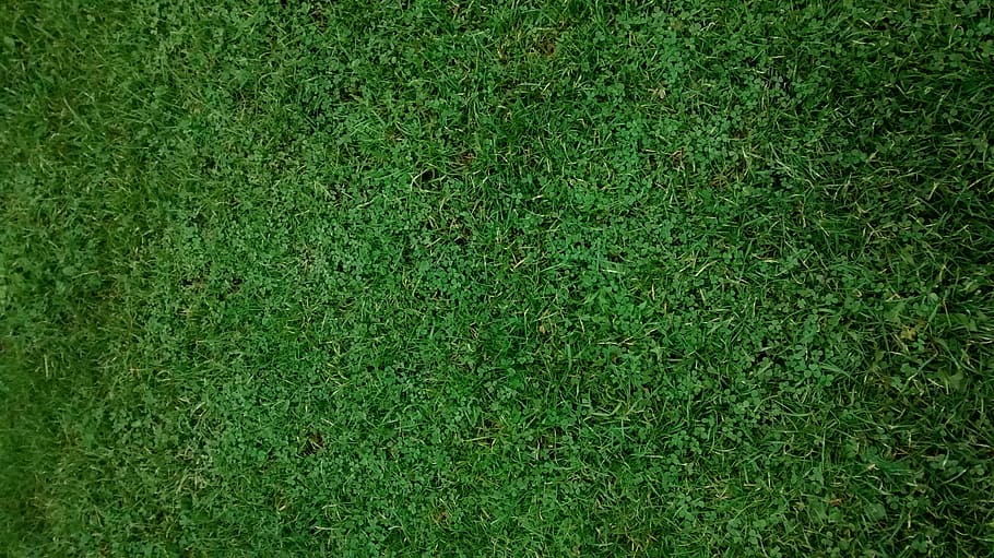 Clover, clover four, green, green color, backgrounds, textured HD wallpaper