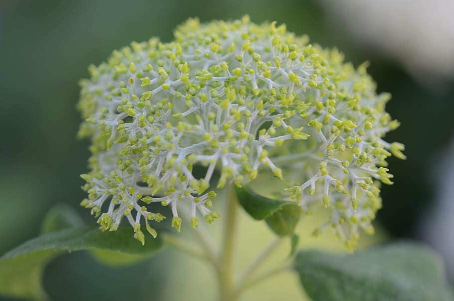 flower, nature, spring, natural, summer, plant, floral, green HD wallpaper