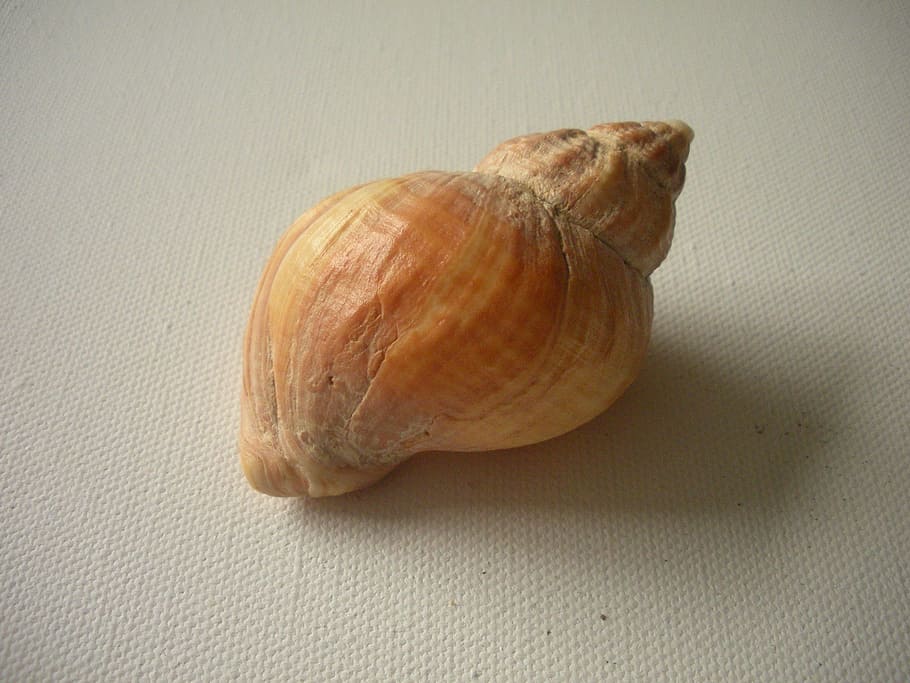 brown sea shell, seashell, beach shell, macro, whelk, snail shell HD wallpaper