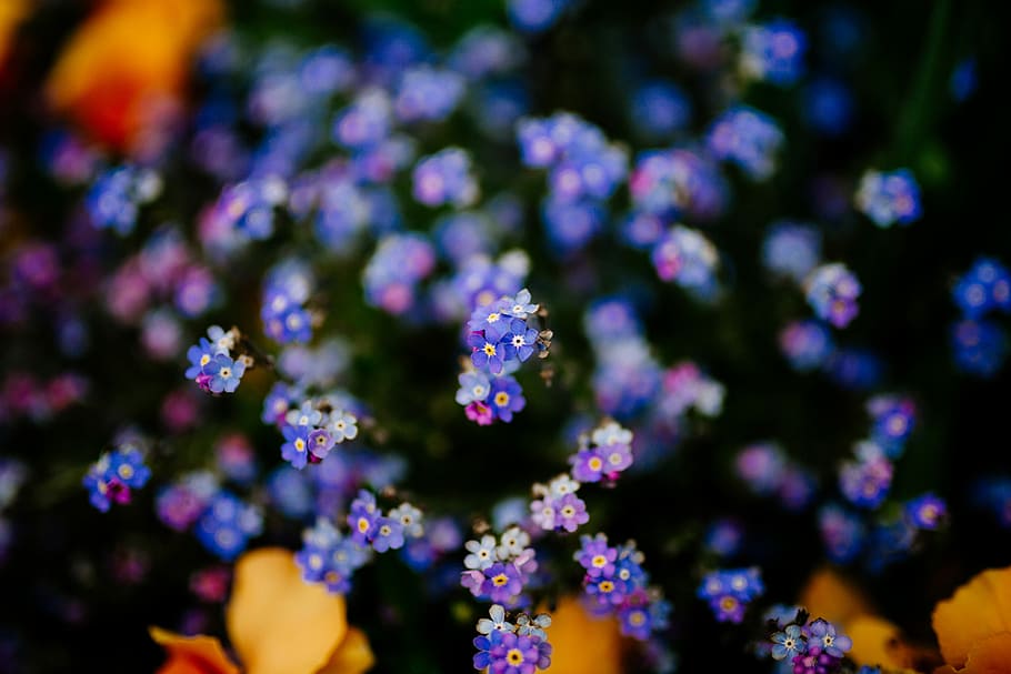 Hd Wallpaper Purple And Pink Flowers Purple Flowers Blooming Blossom Forget Me Not Flowers Wallpaper Flare