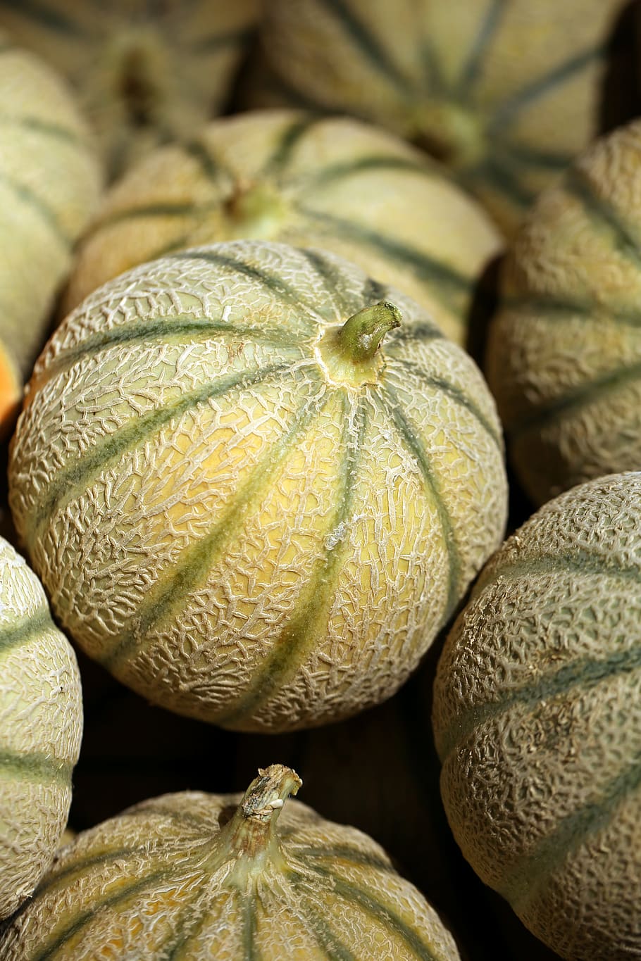 selective focus photography of white and green melon fruit HD wallpaper