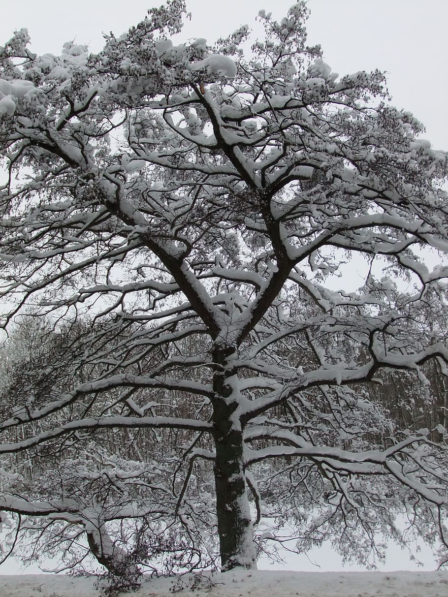 snow, winter, tree, frost, white, plant, cold temperature, branch HD wallpaper