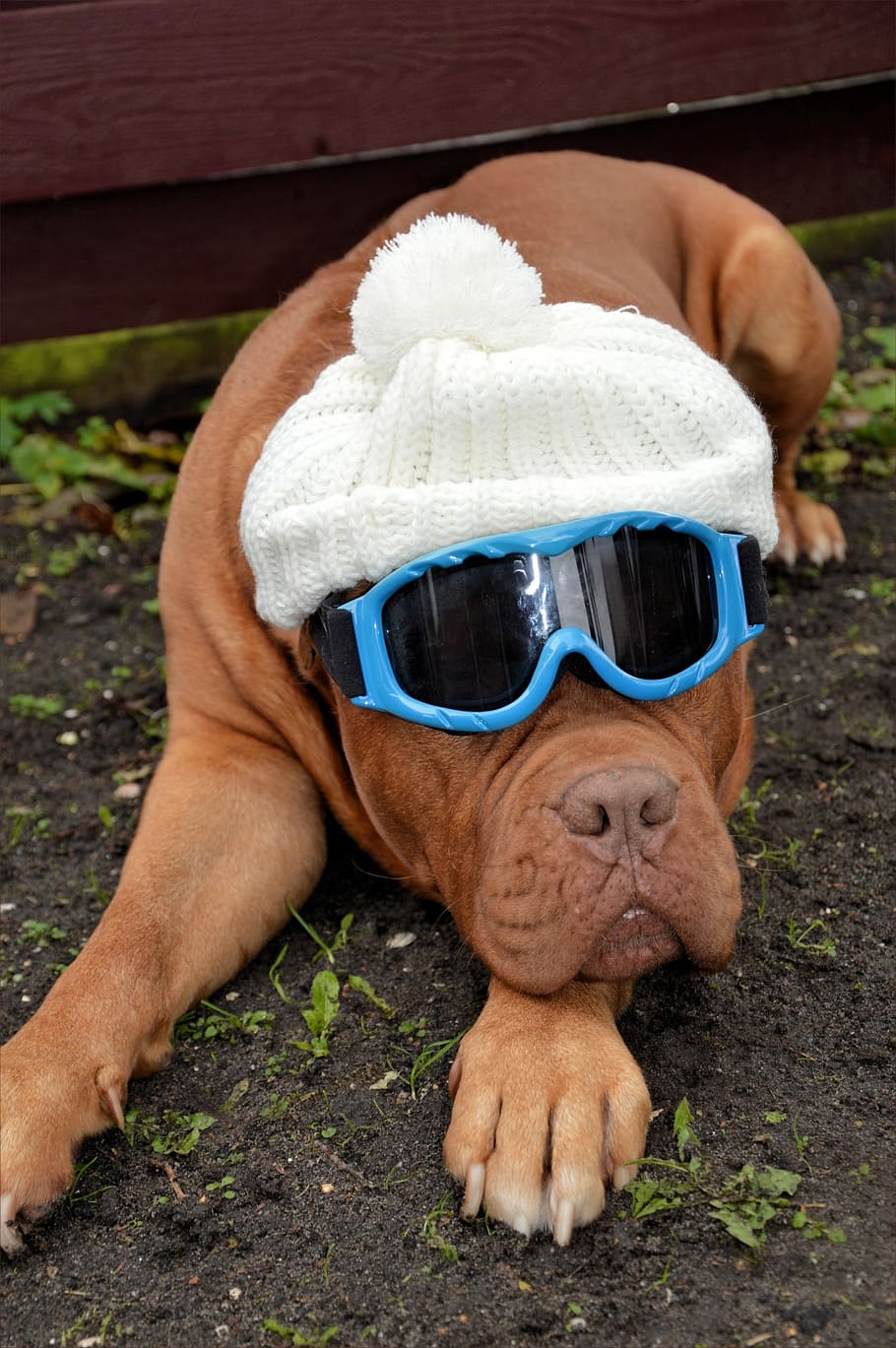 american bull wearing blue snow googles and ball hat, dog, pet HD wallpaper