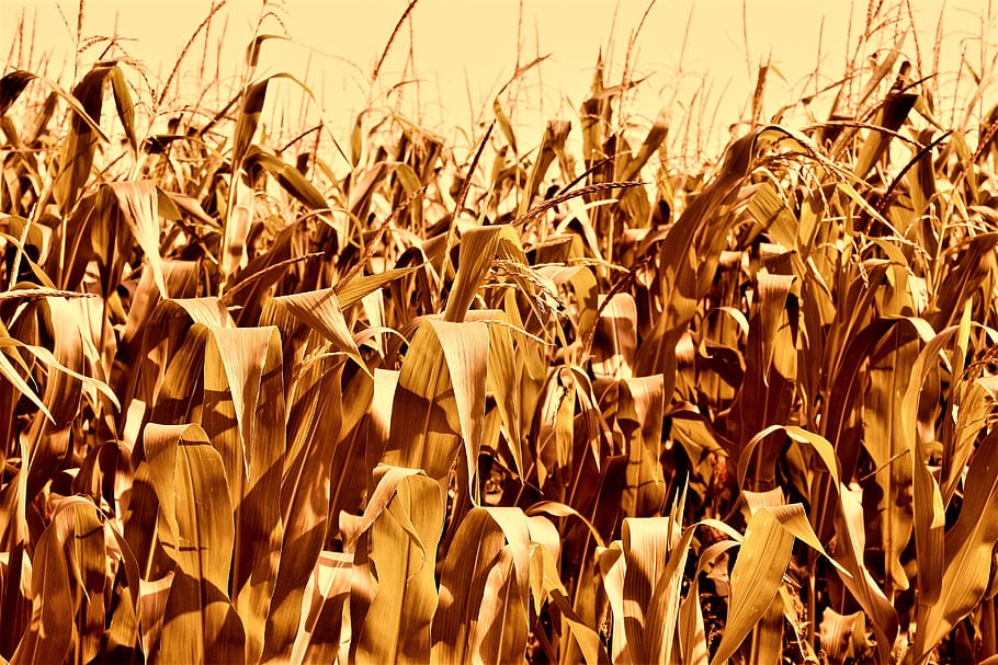 cornfield, bauer, nature, fruit, food, brown, vegetables, eat HD wallpaper