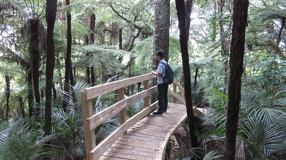 Person on Wooden Bridge Surrounded By Trees, adventure, boy, environment HD wallpaper